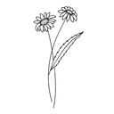 Birth flower engravings